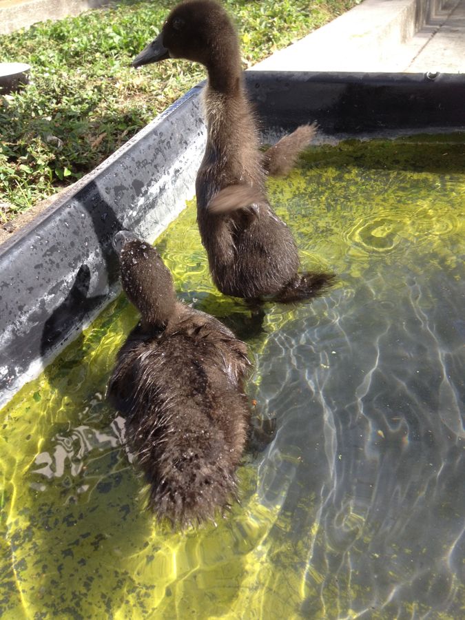 Cayuga ducks | Backyard Ducks