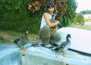 backyard  ducks