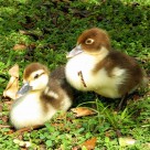 muscovy duckling