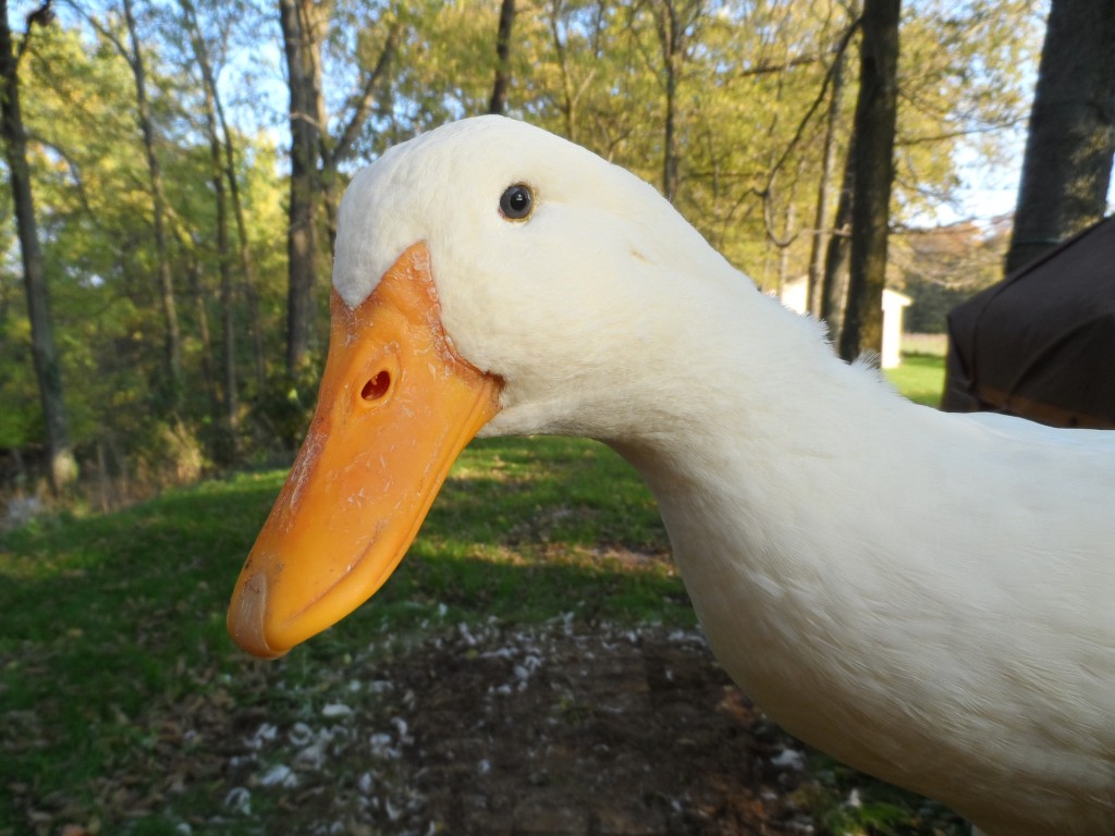 Pekins | Backyard Ducks