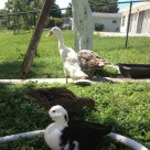backyard ducks