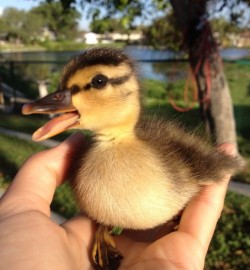 Mallards