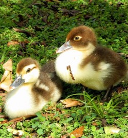 Muscovy Ducks