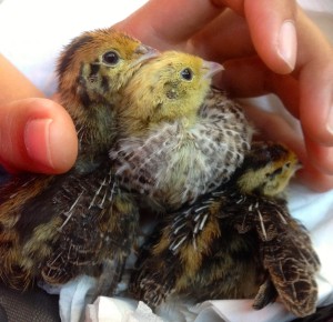 baby quails