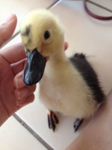 baby call duck