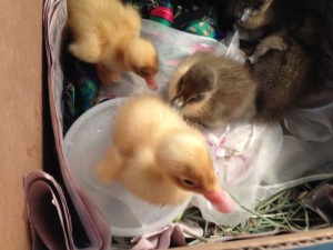 ducklings