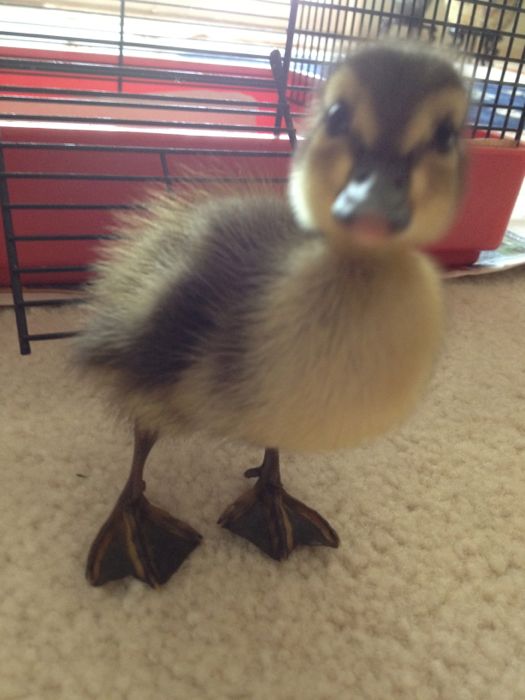 Raising ducklings | Backyard Ducks
