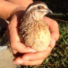 male quail