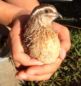 male quail