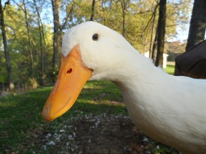 backyard pekin duck