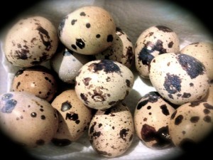 quail eggs