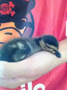 florida mottled duckling