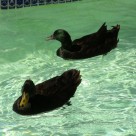 male cayuga ducks