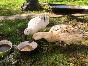 female welsh harlequin ducks