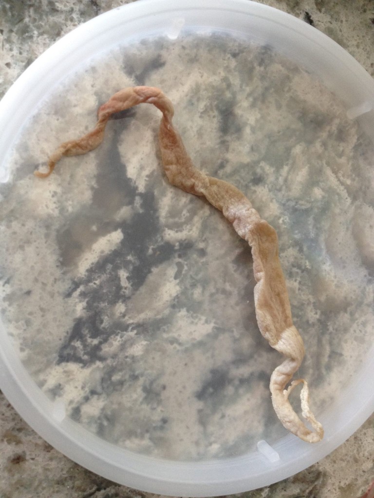 Female ducks…mating!? | Backyard Ducks