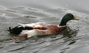 Male Welsh Harlequin Duck