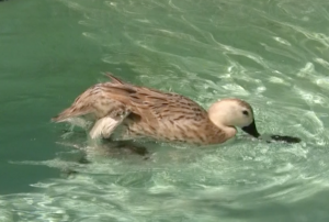 welsh harlequin duck female