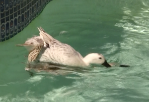 welsh harlequin duck female