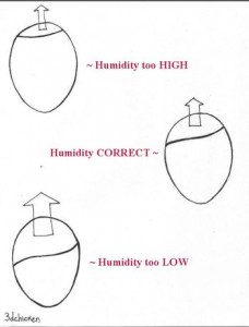 duck egg air sac chart