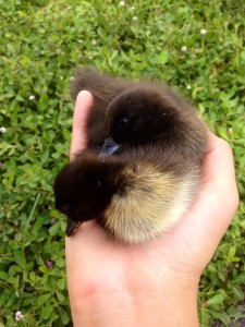 day old runner cayuga mix ducklings