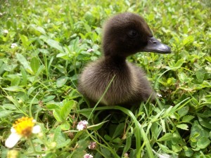 day old runner cayuga mix ducklings