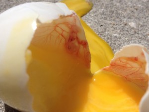cracked incubated egg