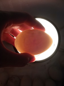 egg candling day 4