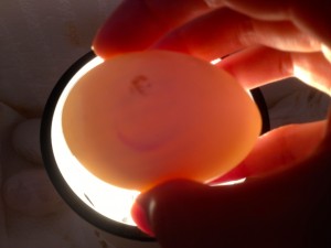 day 5 incubation bad egg