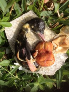 welsh harlequin cayuga mix, day 17 failed duck fetus, duck fetus dead, duck fetus fail