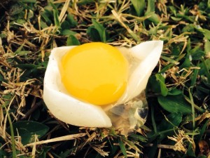 soft shell eggs, duck egg problem, soft eggs