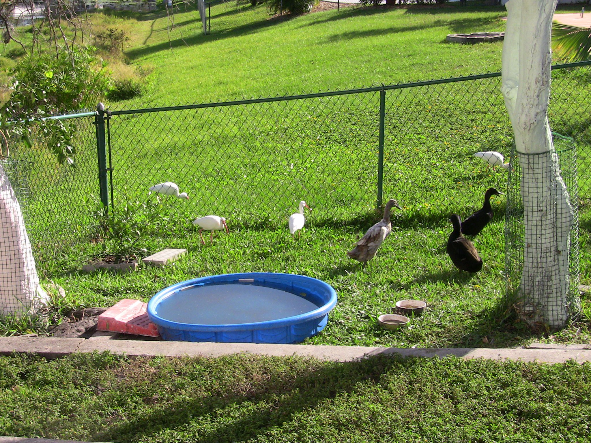 Building A Duck Pond Backyard Ducks